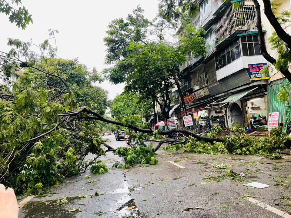 Cây đổ trên phố Điện Biên Phủ. (Ảnh: Thúy Lan/vietnam+)