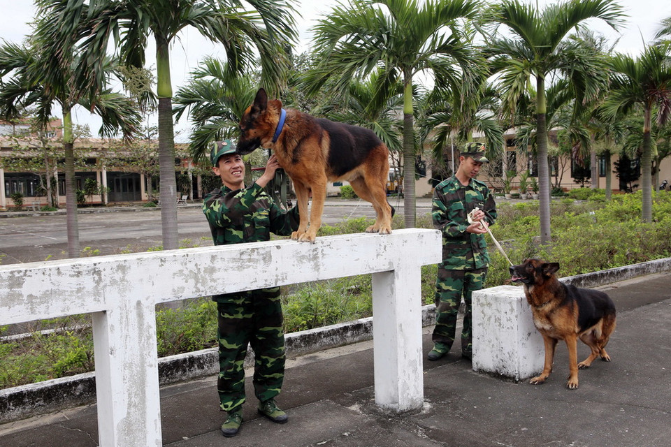 Huấn luyện chó nghiệp vụ thực hiện các bài tập. (Ảnh: Trần Lê Lâm/TTXVN)