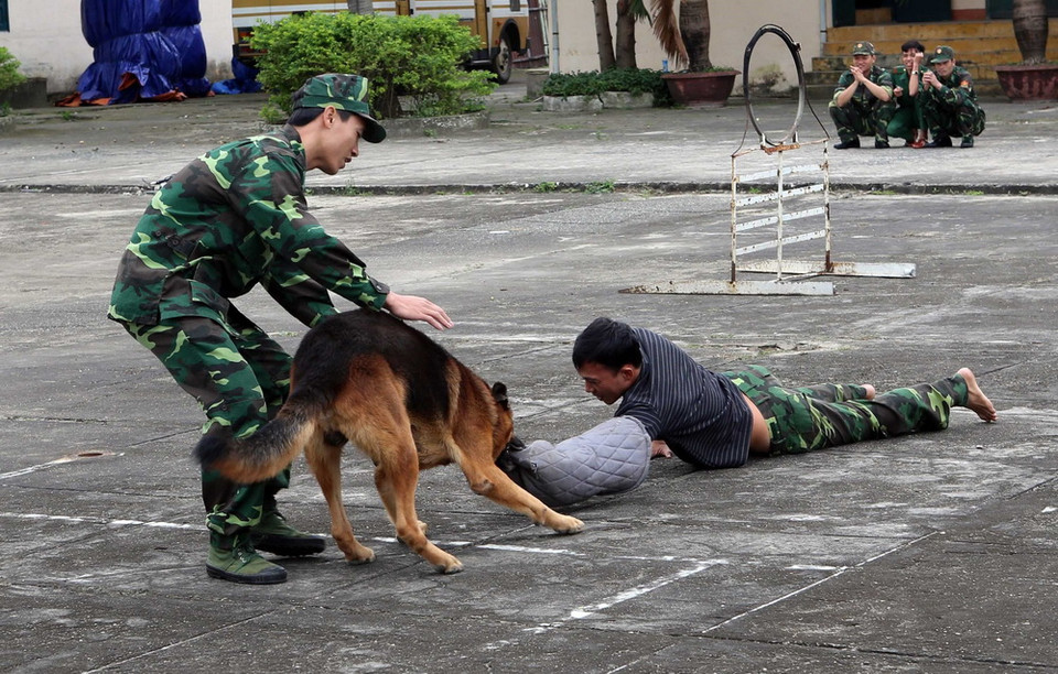 Chó nghiệp vụ thực hiện các bài tập tấn công. (Ảnh: Trần Lê Lâm/TTXVN)