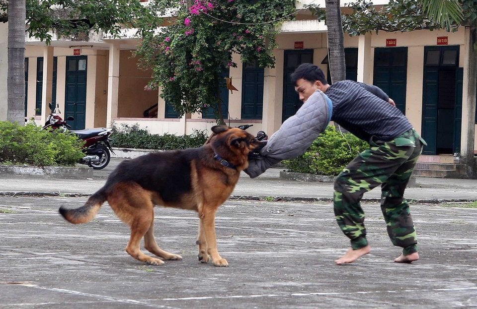 Chó nghiệp vụ thực hiện các bài tập tấn công. (Ảnh: Trần Lê Lâm/TTXVN)