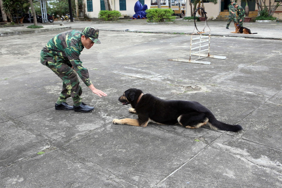Chó nghiệp vụ thực hiện bài tập theo hiệu lệnh của huấn luyện viên. (Ảnh: Trần Lê Lâm/TTXVN)