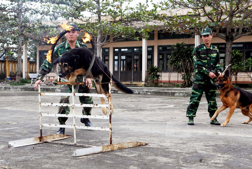 Chó nghiệp vụ thực hiện các bài tập nhảy qua vòng lửa. (Ảnh: Trần Lê Lâm/TTXVN)
