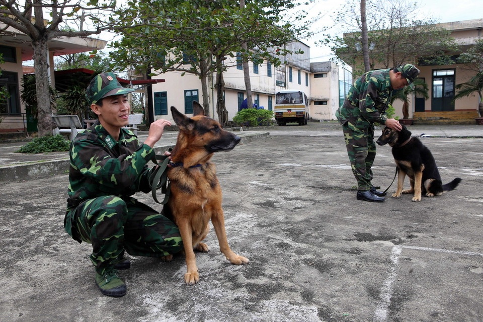Chăm sóc chó nghiệp vụ. (Ảnh: Trần Lê Lâm/TTXVN)