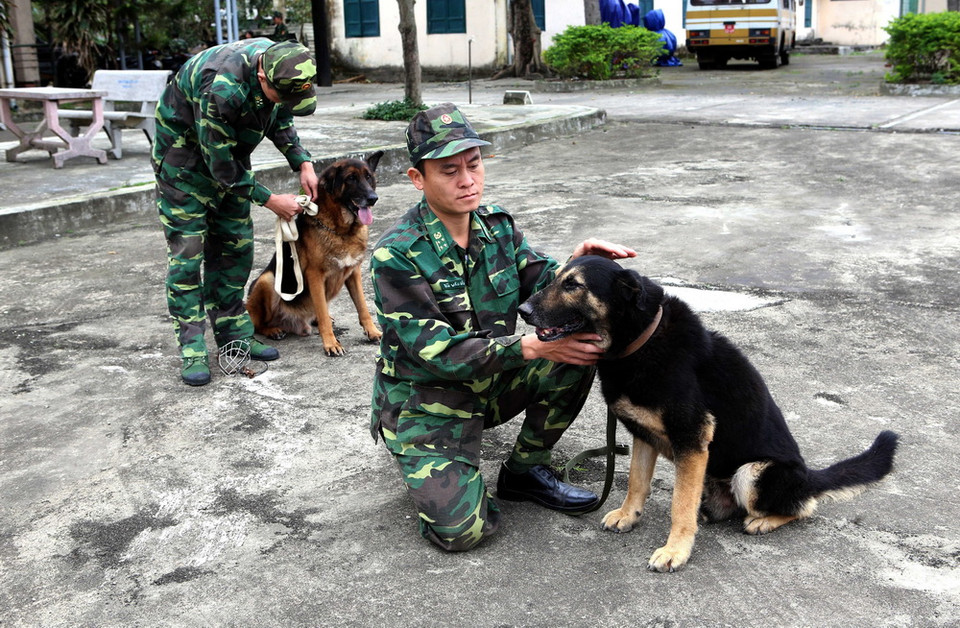 Chăm sóc chó nghiệp vụ. (Ảnh: Trần Lê Lâm/TTXVN)
