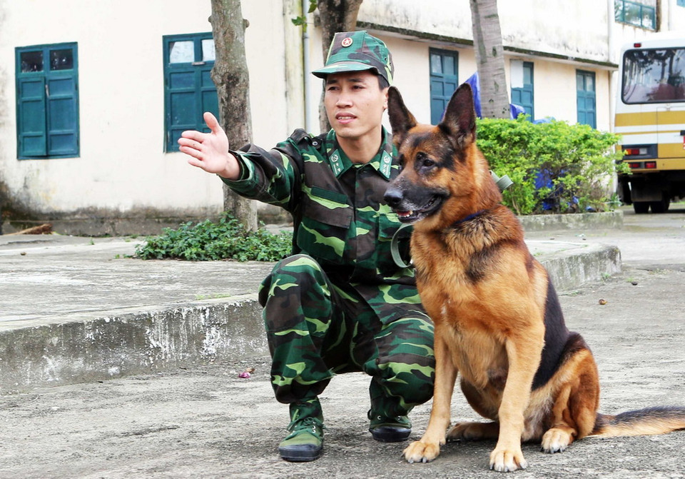 Chó nghiệp vụ thực hiện các bài tập tấn công. (Ảnh: Trần Lê Lâm/TTXVN)