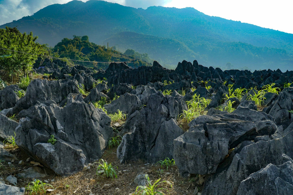 Đồng bào canh tác trồng ngô trên cao nguyên đá. (Ảnh: Xuân Tư/TTXVN)