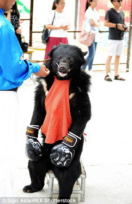 Tuy nhiên, các nhà bảo vệ quyền động vật cho rằng những con gấu có thể bị thương nặng sau các trận đấu và các trận đấu trên cần phải bị ngăn chặn. (Nguồn: Daily Mail)