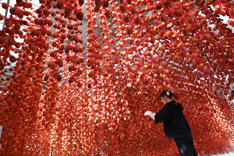 Nhiếp ảnh Việt Nam làm cho cuộc sống của con người phong phú hơn, có tác dụng giáo dục lòng yêu nước, tự hào dân tộc và giáo dục thẩm mỹ cho quần chúng Nhân dân, đúng như tinh thần Sắc lệnh 147/SL của Chủ tịch Hồ Chí Minh đã ban hành cách đây 70 năm. Trong ảnh: Hồng treo gió được coi là một trong những loại mứt ngon nhất của vùng đất Đà Lạt - đặc sản địa phương kích cầu du lịch của tỉnh Lâm Đồng. (Ảnh: Nhật Anh/TTXVN)