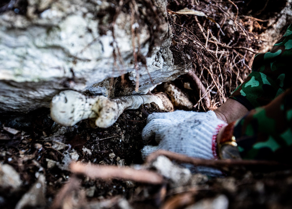 Một mảnh xương đùi của liệt sỹ bị găm vào đá được đội tìm kiếm quy tập hài cốt liệt sỹ Hà Giang tìm thấy tại xã Thanh Thủy, huyện Vị Xuyên. (Ảnh: Hoàng Hiếu/TTXVN)