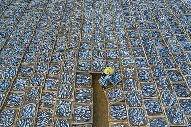 Vị thế của Nhiếp ảnh Việt Nam trên trường quốc tế từng bước được nâng cao, nhiều tác phẩm đoạt giải cao ở trong nước và quốc tế. Trong ảnh: Tác phẩm Drying Fish (Phơi cá) của nữ nhiếp ảnh gia Khánh Phan đoạt giải Bạc ở nội dung Quảng cáo/Lữ hành/Du lịch tại cuộc thi ảnh quốc tế Tokyo International Foto Awards (TIFA) năm 2020. (Nguồn: TTXVN)