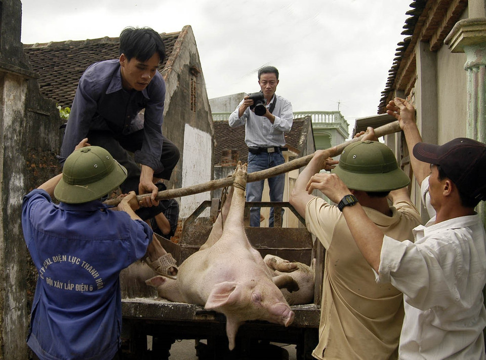 Phóng viên ảnh của Thông tấn xã Việt Nam ghi lại những hình ảnh về hoạt động phòng, chống dịch lợn tai xanh (4/2008). (Nguồnh: TTXVN)