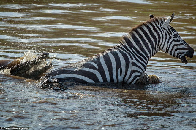 Khi tất cả đều nghĩ rằng con ngựa vằn sắp bị xơi tái thì nó bất ngờ thoát chết. (Nguồn: Caters News Agency)