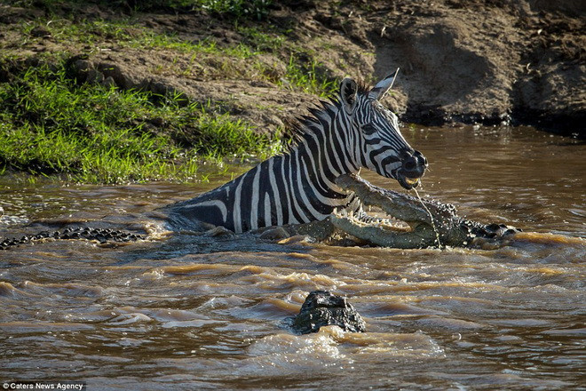 Cá sấu lao vào tấn công con mồi. (Nguồn: Caters News Agency)