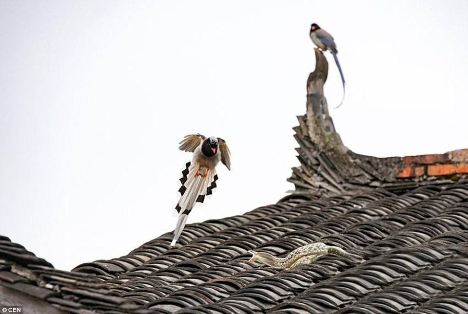 Con rắn bị thương khá nặng khi chú chim liên tục mổ vào đầu. (Nguồn: CEN)