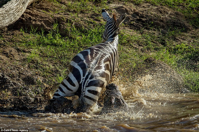 Ngựa vằn thoát chết trong gang tấc. (Nguồn: Caters News Agency)
