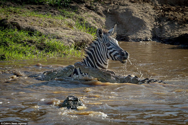 Con ngựa vằn dù khá mệt mỏi nhưng vẫn cố lao thẳng lên bờ. (Nguồn: Caters News Agency)