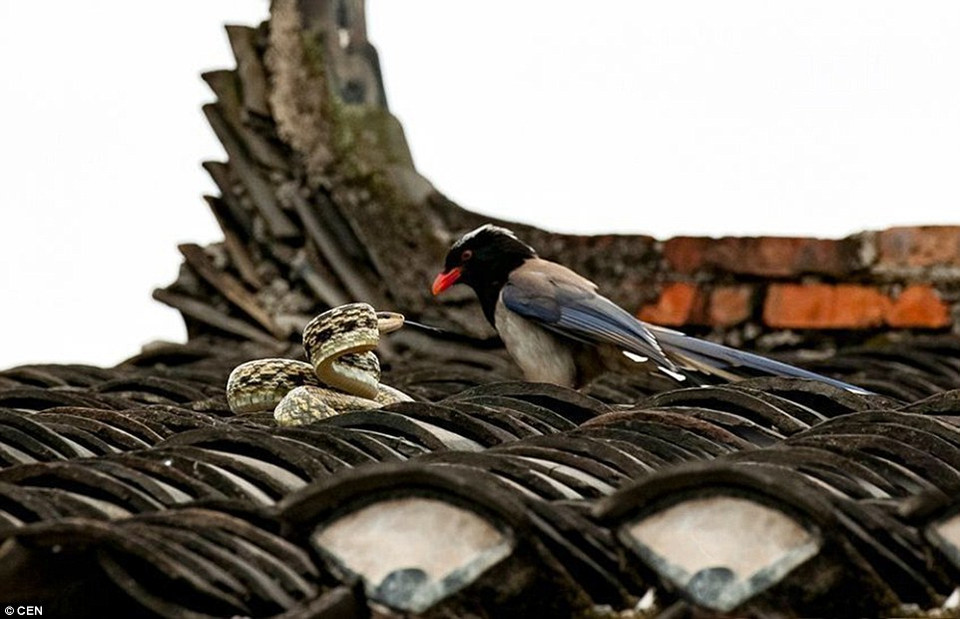 Con rắn gồng mình chống trả. (Nguồn: CEN)