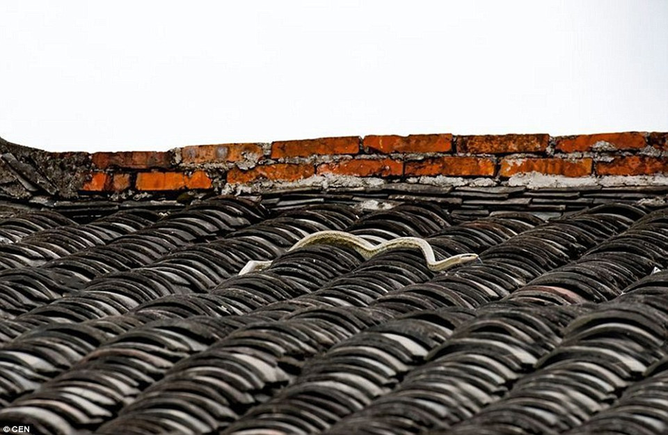 Cuộc chiến kết thúc khi hai chú chim chích chòe bay đi. (Nguồn: CEN)