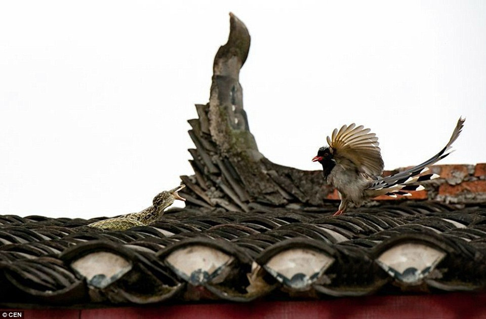 Hai con chim chích chòe thấy chú rắn và lao tới. Tuy nhiên, chỉ một chú chim thực sự tham gia vào cuộc chiến. (Nguồn: CEN)