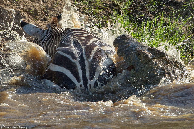 Chú ngựa vằn ra sức chống trả. (Nguồn: Caters News Agency)