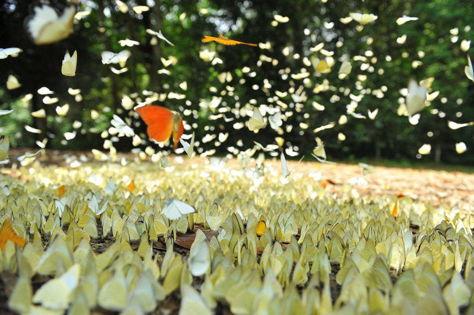 Tháng 5 là thời điểm đẹp nhất tại rừng Cúc Phương với hàng triệu con bướm khoe sắc ngợp trời. (Ảnh: Minh Đức/TTXVN)