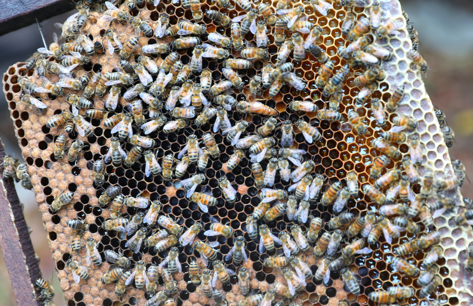 Đàn ong mật của gia đình anh Leo Văn Bảo, thôn Nhập Thành, thị trấn Chũ, huyện Lục Ngạn (Bắc Giang). (Ảnh: Danh Lam/TTXVN)