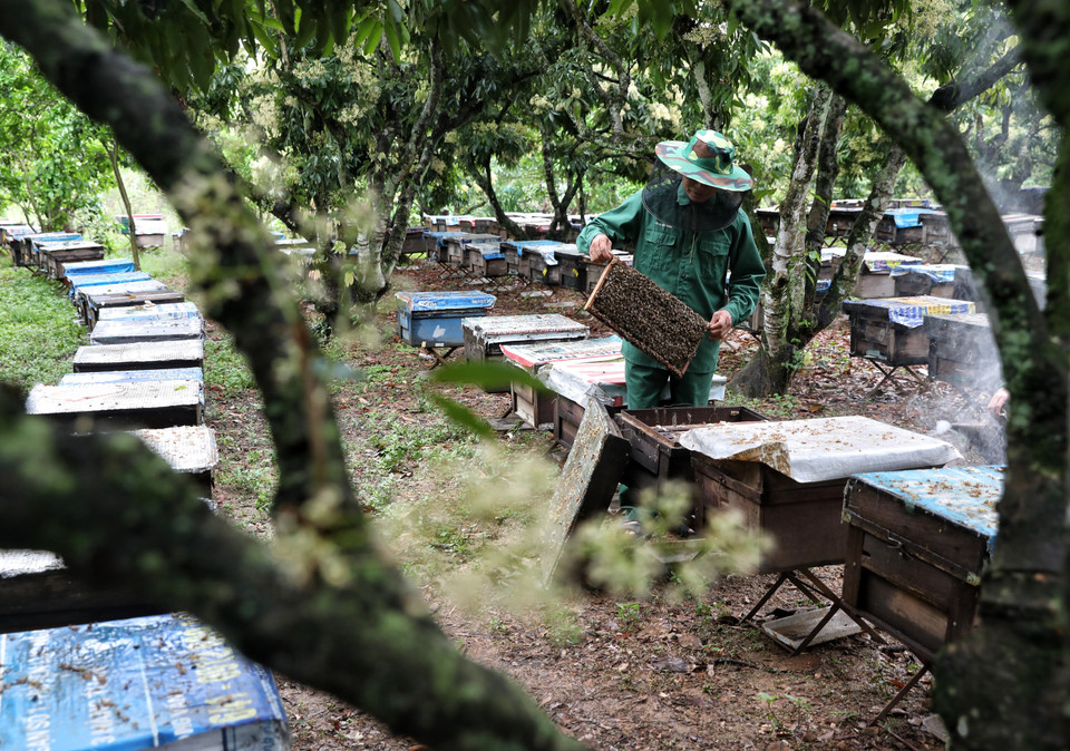 Gần 300 đàn ong con của gia đình anh Leo Văn Bảo, thôn Nhập Thành, thị trấn Chũ, huyện Lục Ngạn (Bắc Giang). (Ảnh: Danh Lam/TTXVN)