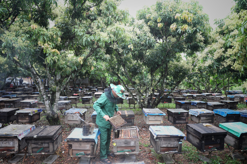 Gần 300 đàn ong của gia đình anh Leo Văn Bảo, thôn Nhập Thành, thị trấn Chũ, huyện Lục Ngạn. (Ảnh: Danh Lam/TTXVN)