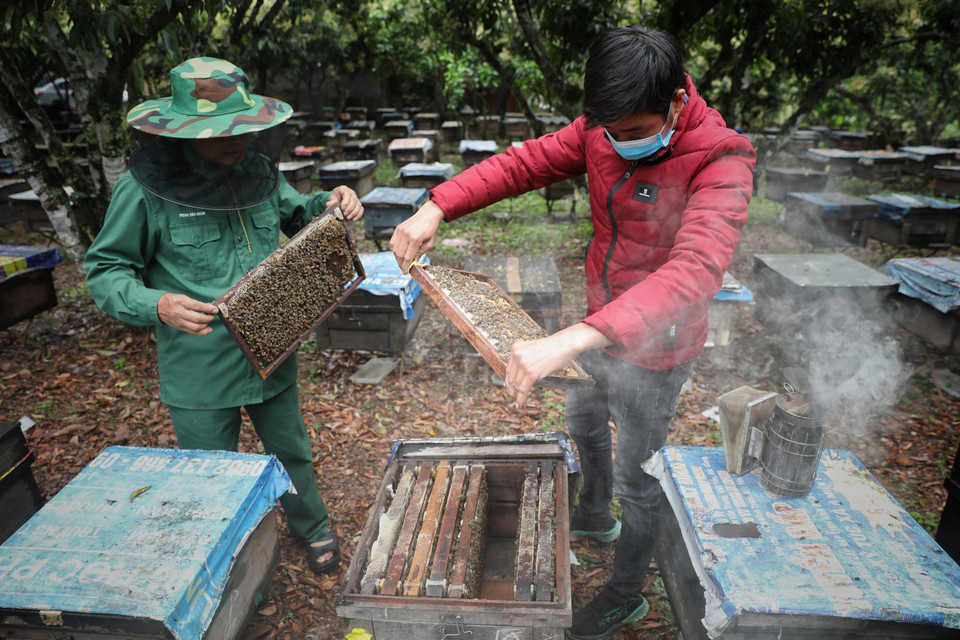 Gia đình anh Leo Văn Bảo, thôn Nhập Thành, thị trấn Chũ, huyện Lục Ngạn kiểm tra đàn ong mật. (Ảnh: Danh Lam/TTXVN)