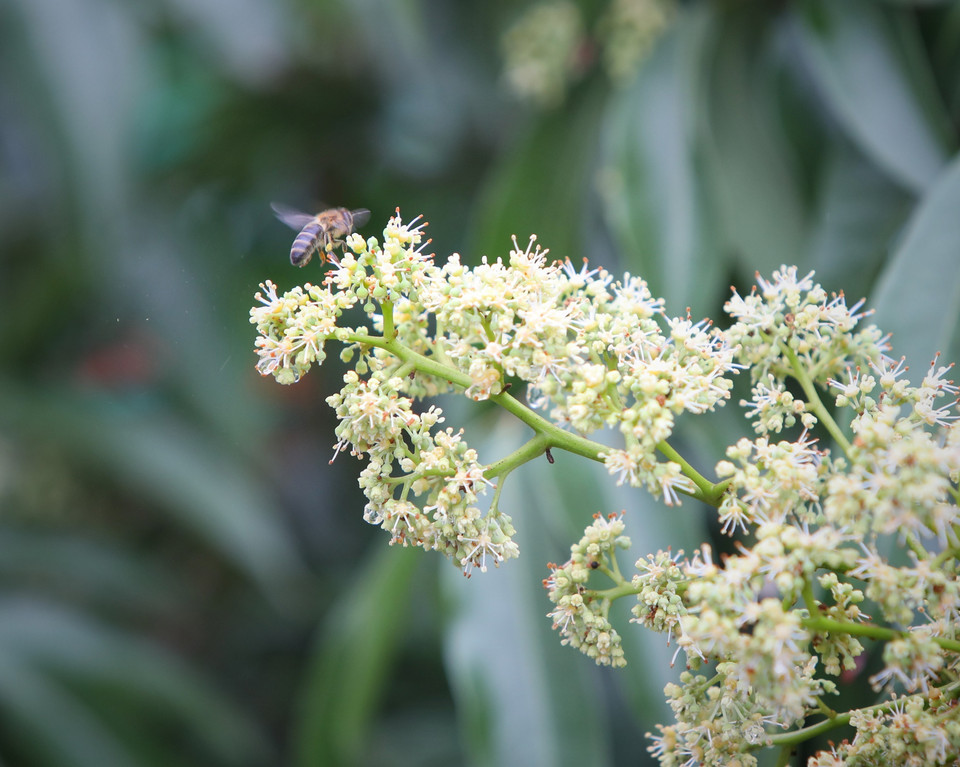 Năm nay, lượng hoa vải nhiều, thời tiết thuận lợi nên sản lượng và chất lượng mật khá tốt. (Ảnh: Danh Lam/TTXVN)