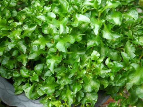 Cải xoong có chứa vitamin A và K, và chất chống oxy hóa. (Nguồn: Getty)