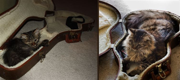 Lúc nhỏ tôi nằm ở cần đàn, còn giờ tôi nằm ở thân đàn, vẫn vừa khít. (Nguồn: diply.com)