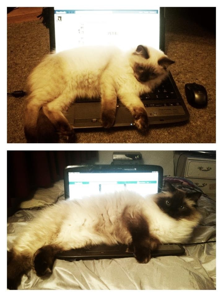 Ngày bé chỉ che bàn phím, còn giờ chắn nốt cả màn hình. (Nguồn: diply.com)