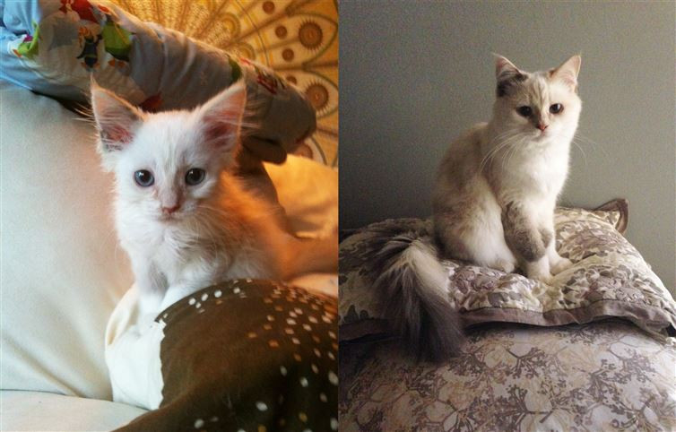Chú mèo này khi đã trưởng thành trông còn đáng yêu hơn lúc còn nhỏ. (Nguồn: diply.com)