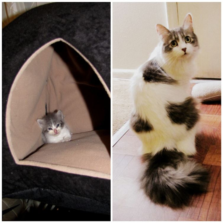 Đôi mắt tròn xoe này thực sự hớp hồn tôi. (Nguồn: diply.com)