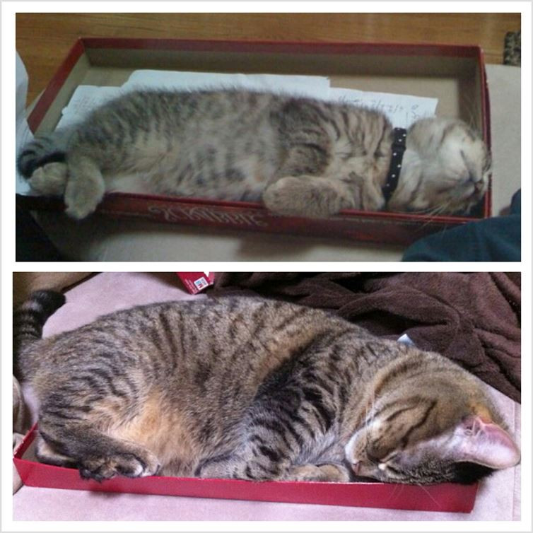 Thân hình đã vượt ra khỏi chiếc hộp mất rồi. (Nguồn: diply.com)