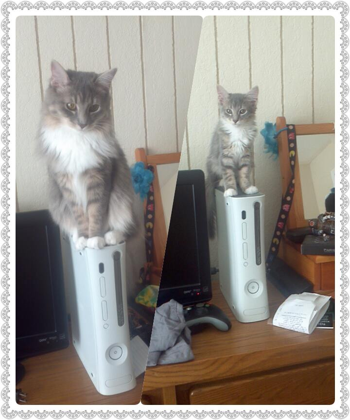 Ồ, sao chú mèo này giống mèo nhà mình thế. (Nguồn: diply.com)