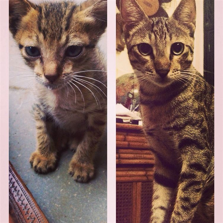 Khi làm người lớn trông sang trọng hơn hẳn. (Nguồn: diply.com)