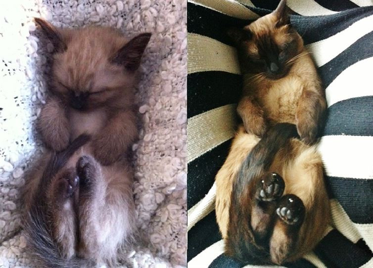 Tư thế ngủ ngày nào vẫn được giữ nguyên. (Nguồn: diply.com)