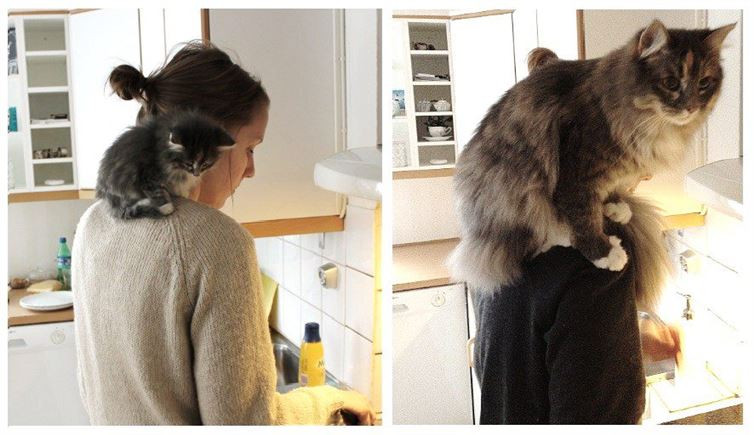 Chú "vẹt" lông xù này giờ đã nặng quá rồi. (Nguồn: diply.com)