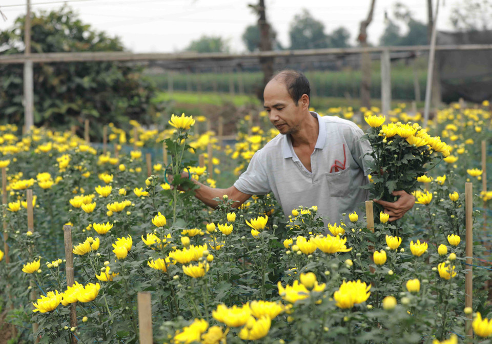 Làng hoa Tây Tựu, phường Tây Tựu, quận Bắc Từ Liêm (Hà Nội) có khoảng hơn 1.800 hộ với hơn 5.290 lao động trồng hoa trên tổng diện tích hơn 500ha. (Ảnh: Vũ Sinh/TTXVN)