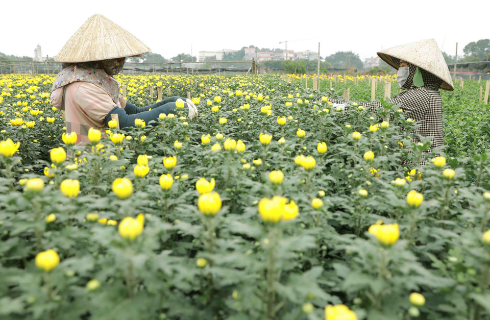 Hiện nông dân đang tích cực chăm sóc hoa, áp dụng kỹ thuật kích thích sinh trưởng đảm bảo hoa nở đúng thời điểm, phục vụ nhu cầu thị trường Tết Nguyên đán Nhâm Dần. (Ảnh: Vũ Sinh/TTXVN)