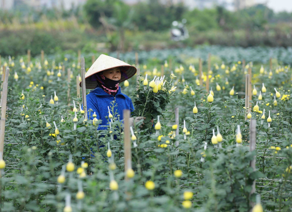 Các loài hoa được trồng chủ yếu ở làng hoa Tây Tựu phục vụ Tết là hoa cúc, hoa ly, hoa hồng, hoa đồng tiền...(Ảnh: Vũ Sinh/TTXVN)