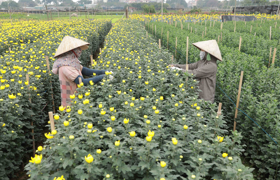 Nông dân làng hoa Tây Tựu chăm sóc hoa phục vụ thị trường dịp Tết. (Ảnh: Vũ Sinh/TTXVN)
