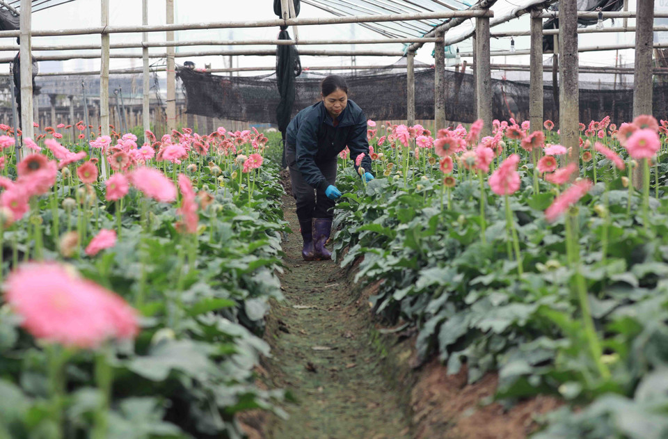 Nông dân làng hoa Tây Tựu chăm sóc hoa phục vụ thị trường dịp Tết. (Ảnh: Vũ Sinh/TTXVN)