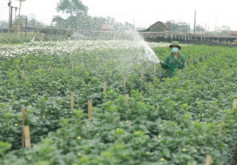 Nông dân làng hoa Tây Tựu chăm sóc hoa phục vụ thị trường dịp Tết. (Ảnh: Vũ Sinh/TTXVN)