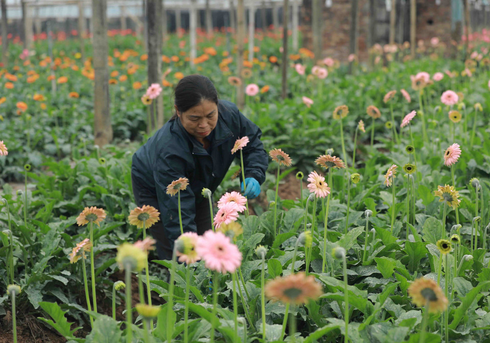 Hiện nông dân đang tích cực chăm sóc hoa, áp dụng kỹ thuật kích thích sinh trưởng đảm bảo hoa nở đúng thời điểm, phục vụ nhu cầu thị trường Tết Nguyên đán Nhâm Dần. (Ảnh: Vũ Sinh/TTXVN)