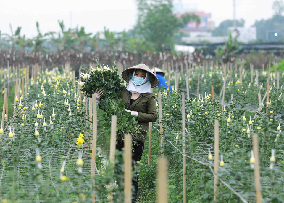 Các loài hoa được trồng chủ yếu ở làng hoa Tây Tựu phục vụ Tết là hoa cúc, hoa ly, hoa hồng, hoa đồng tiền...(Ảnh: Vũ Sinh/TTXVN)