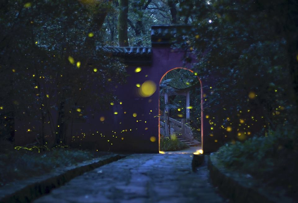 Đom đóm trên con đường dẫn từ cổng chùa. (Nguồn: CGTN)