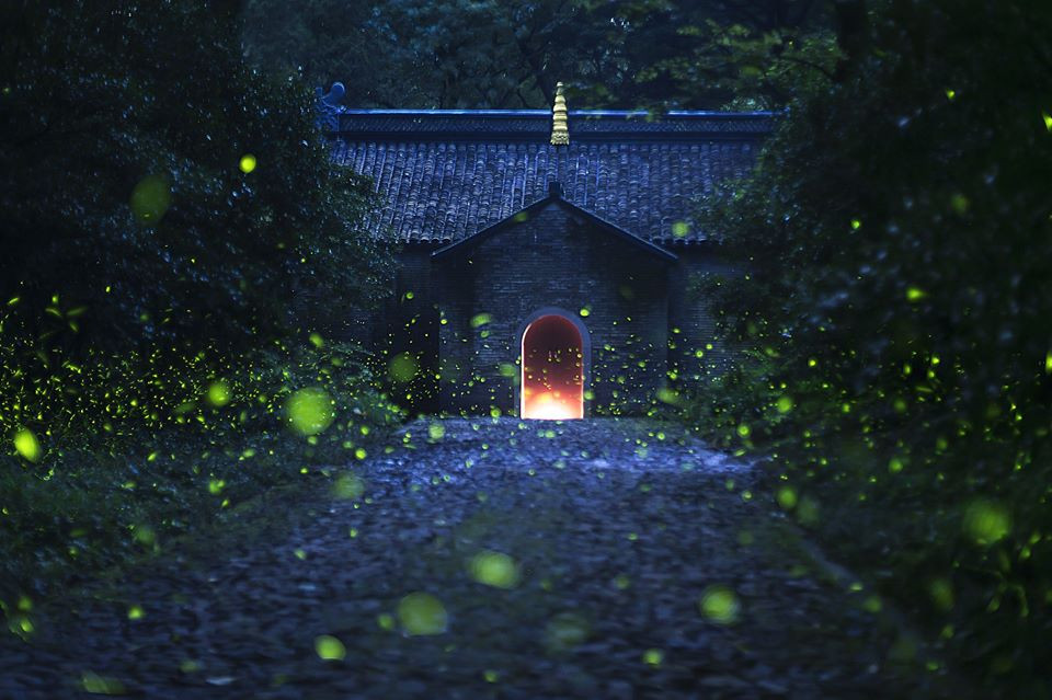 Đom đóm vẽ nên cảnh tượng kỳ ảo bên ngôi đền cổ. (Nguồn: CGTN)